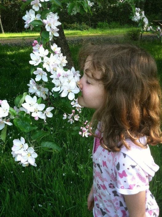 apple blossom Meet the author: Carolyn L. Dean