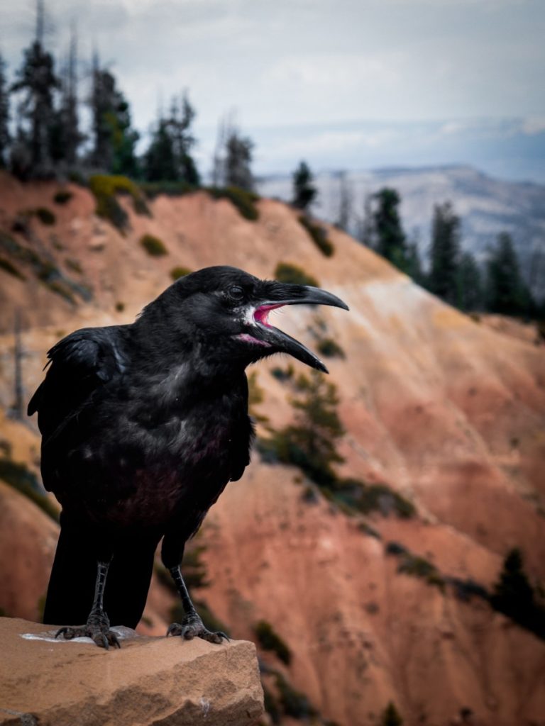 crow on a rock