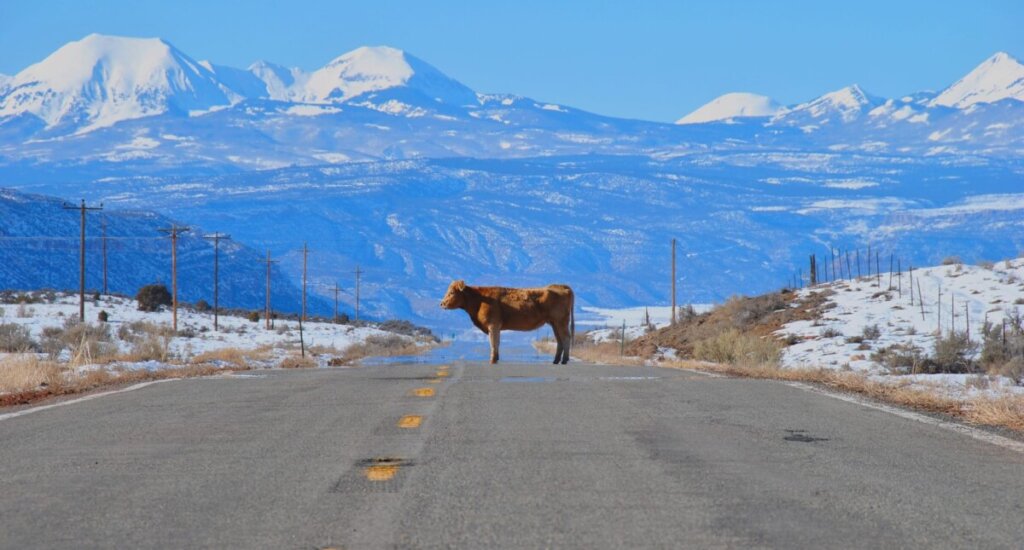 cow in the road Behind the Scenes: Writing the Enchanted Flower Shop Cozy Mysteries